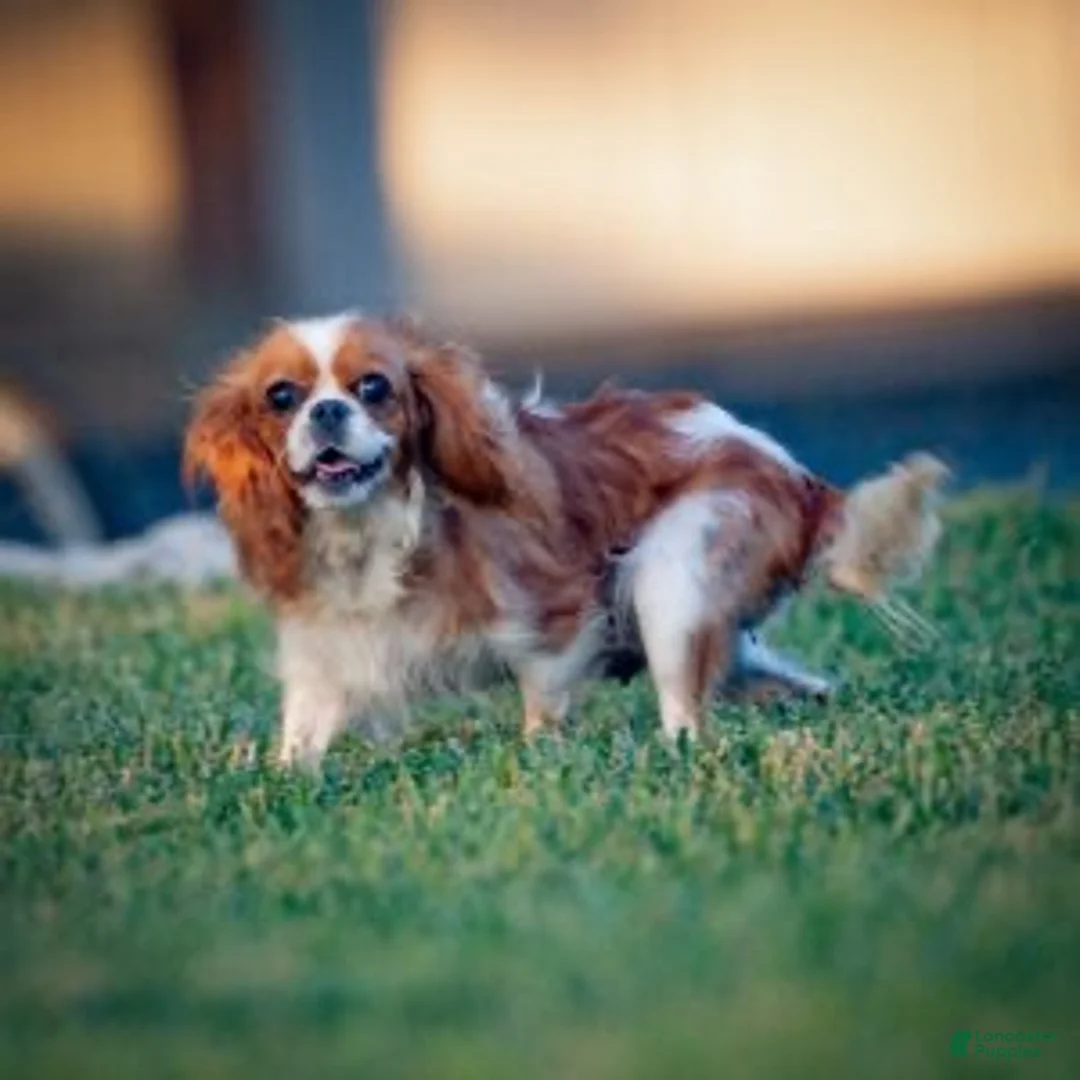 Cavalier King Charles Spaniel dogs for sale: Kathy Cavalier King Charles Spaniel  - Ad 4