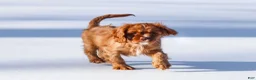 Cavalier King Charles Spaniel dogs for sale: Colsen - Ad 19