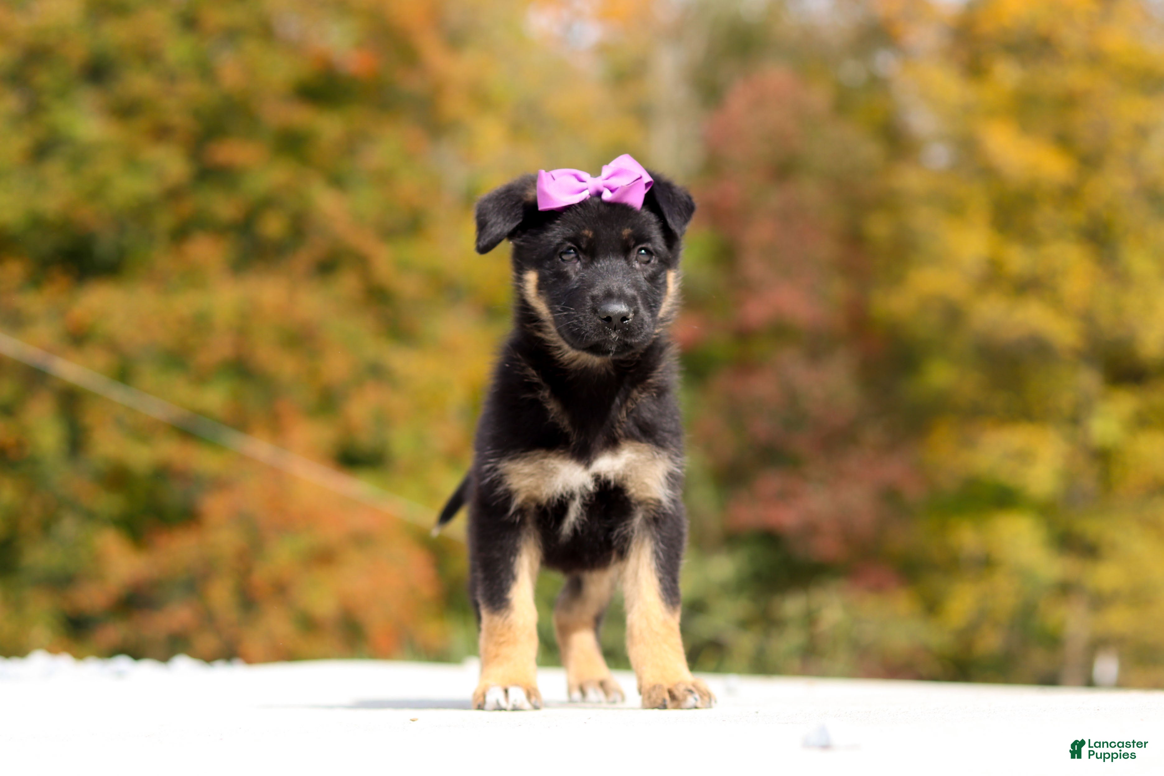 German Shepherd dogs Renae - Ad 1
