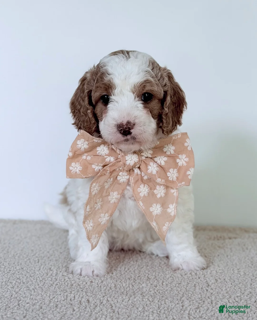 Mini Goldendoodle dogs for sale:  June Bug-mini  - Ad 2