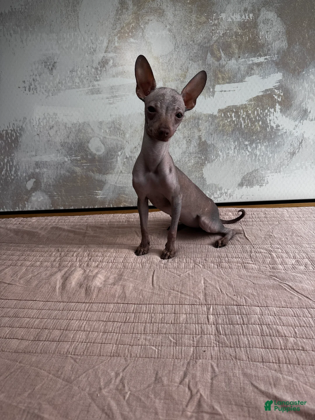 Mixed Breed dogs for sale: Cleopatra  - Ad 7