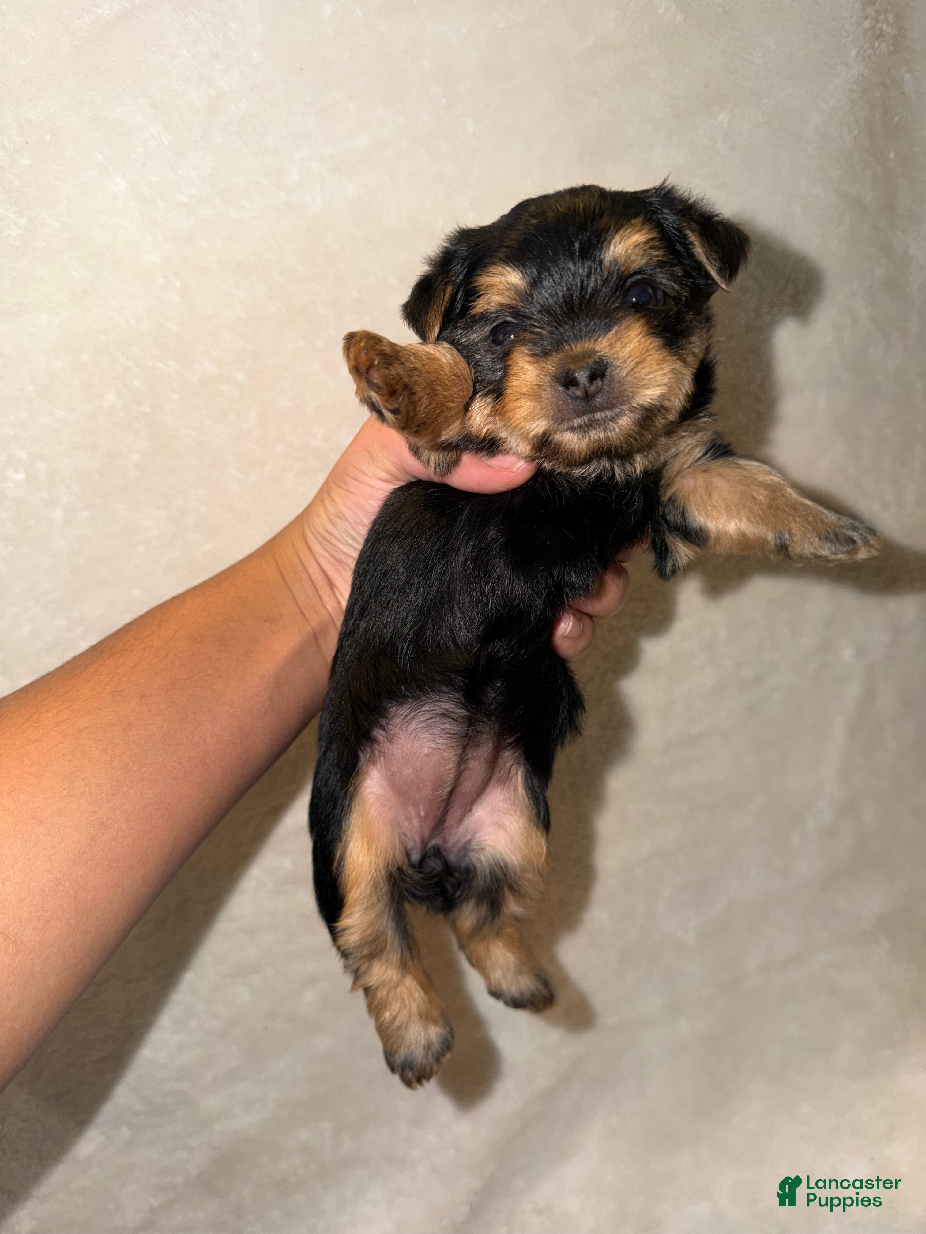 Yorkshire Terrier dogs Yorkshire Terrier Puppy 3 - Ad 1