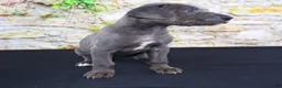 Great Dane dogs for sale: Woogie - Ad 13