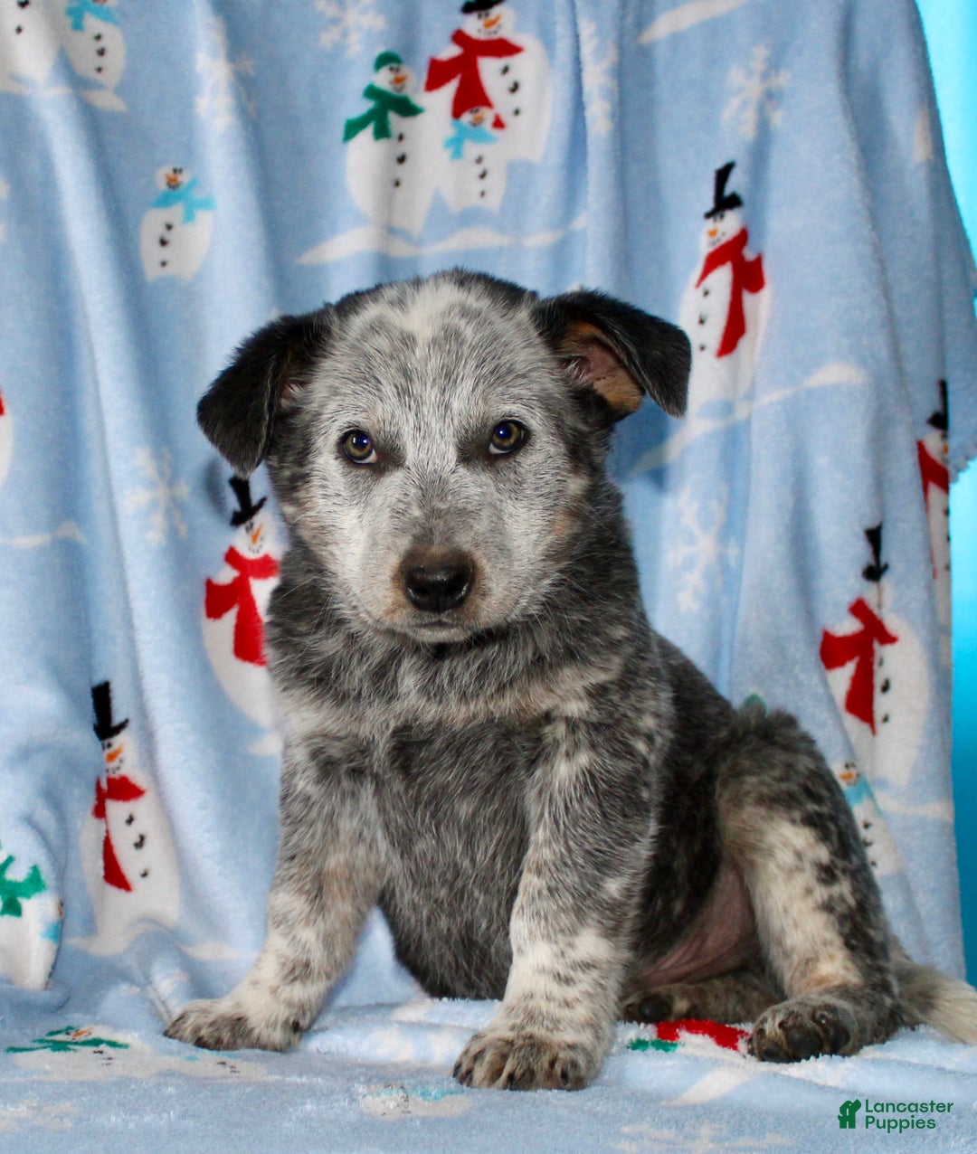 Australian Cattle Dog dogs for sale: Rambo - Ad 6