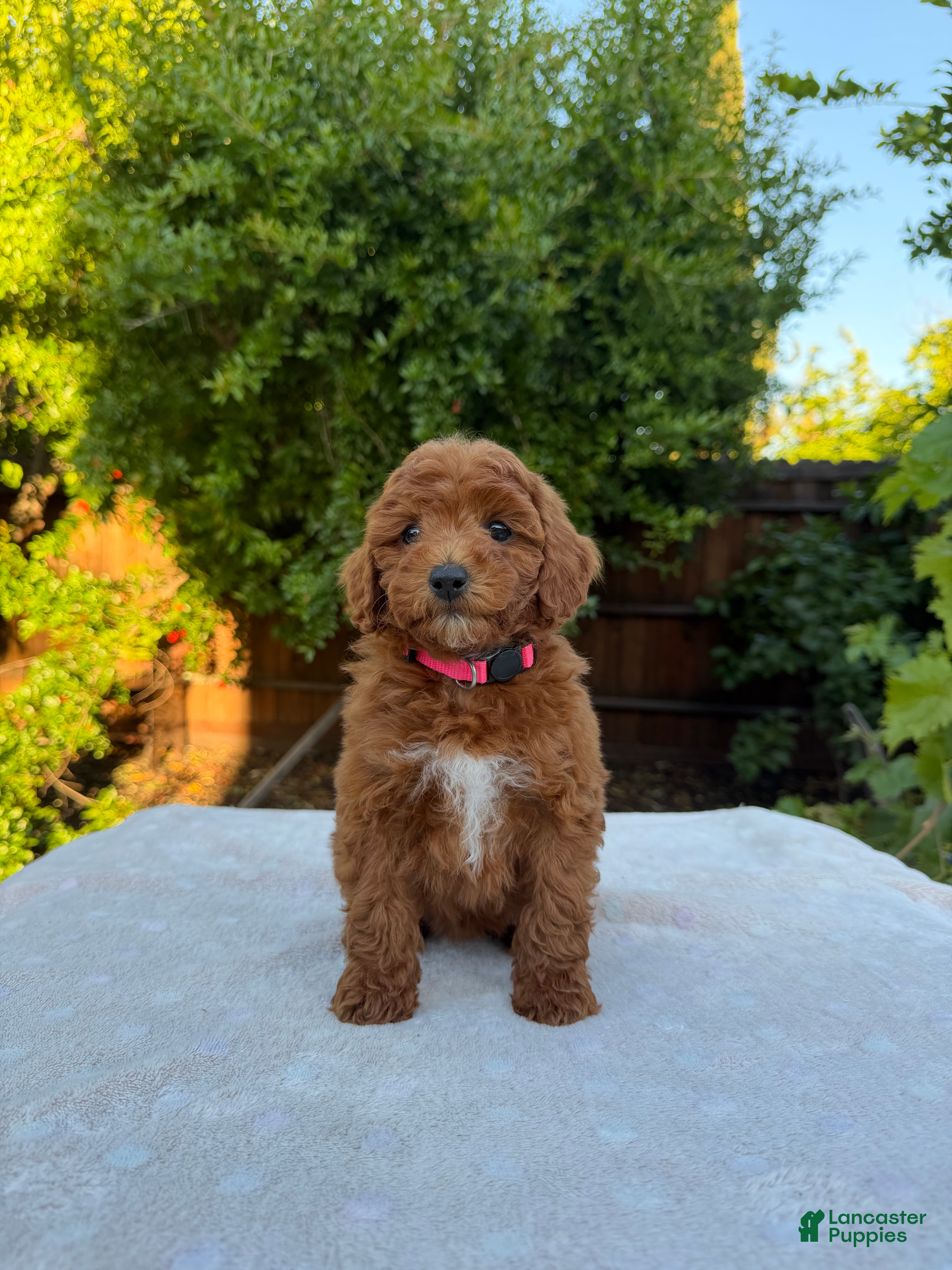 Goldendoodle dogs Pink - Ad 5