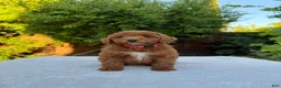 Goldendoodle dogs for sale: Pink - Ad 1