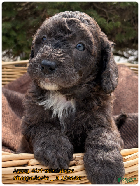 Sheepadoodle dogs Jazzy - Ad 21
