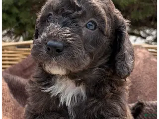 Sheepadoodle dogs Jazzy - Ad 21