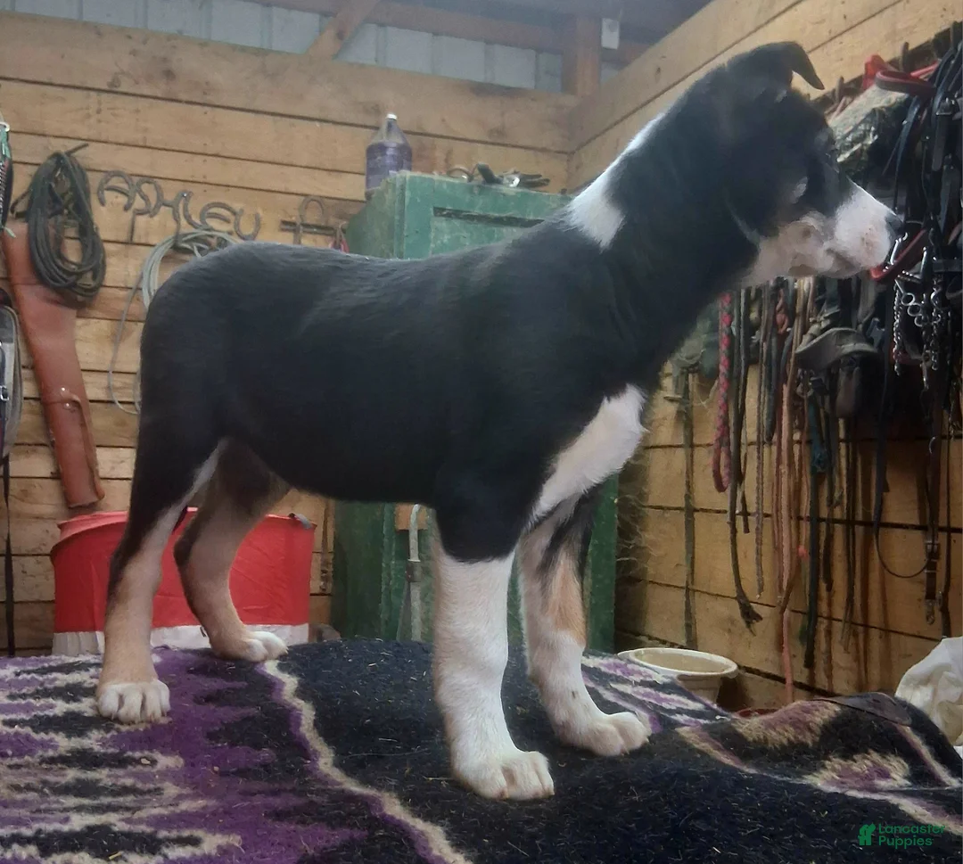 Border Collie dogs for sale: Border Collie Puppy 1 - Ad 8
