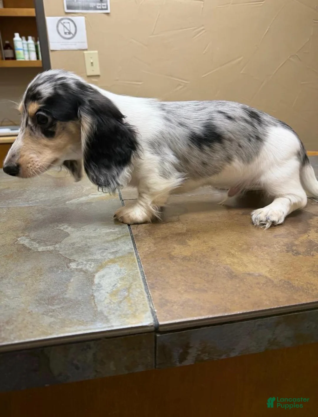 Dachshund dogs for sale: Randy Travis - Ad 2