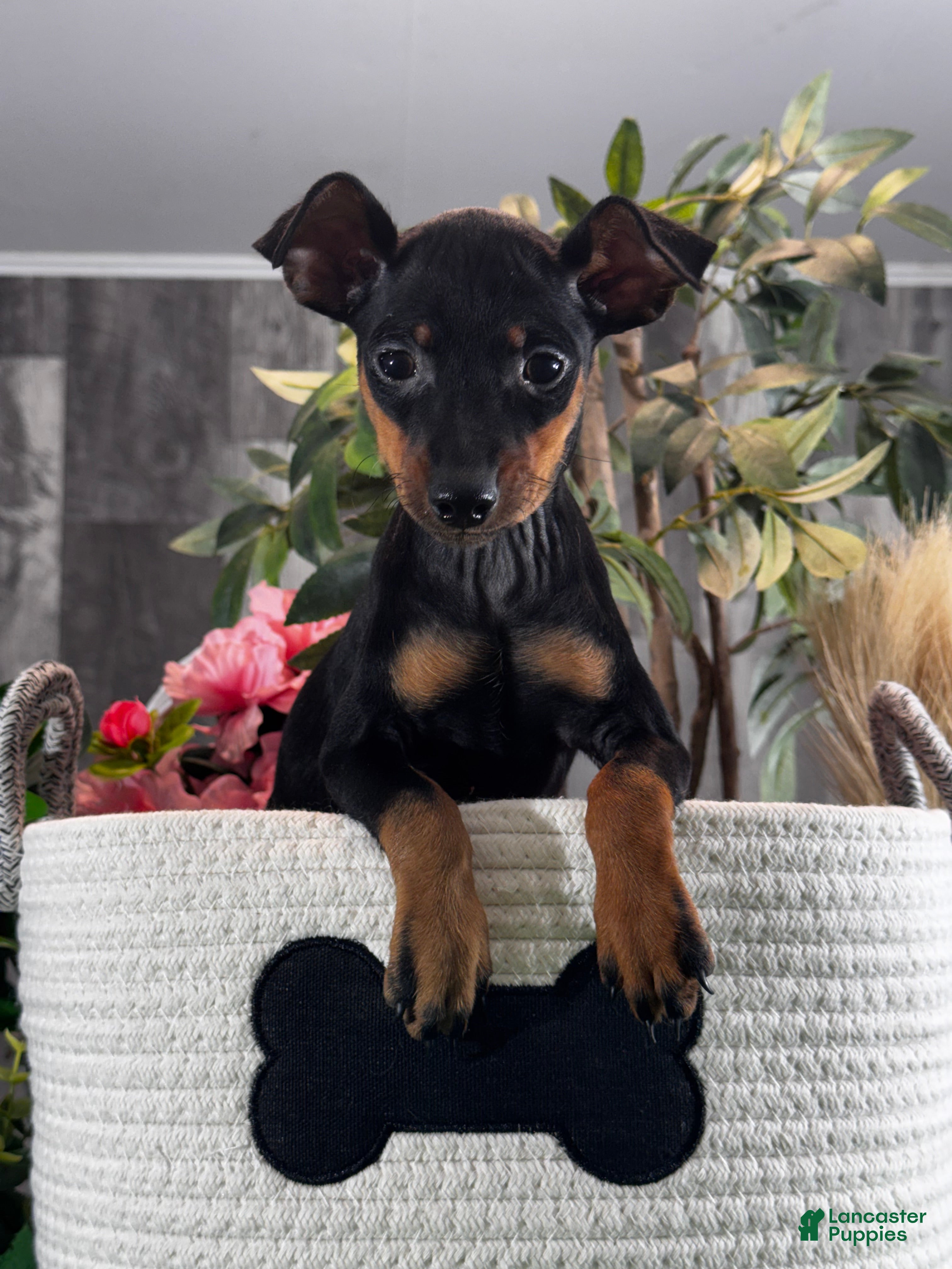 Miniature Pinscher dogs Quella - Ad 31