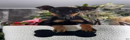 Miniature Pinscher dogs for sale: Quella - Ad 1