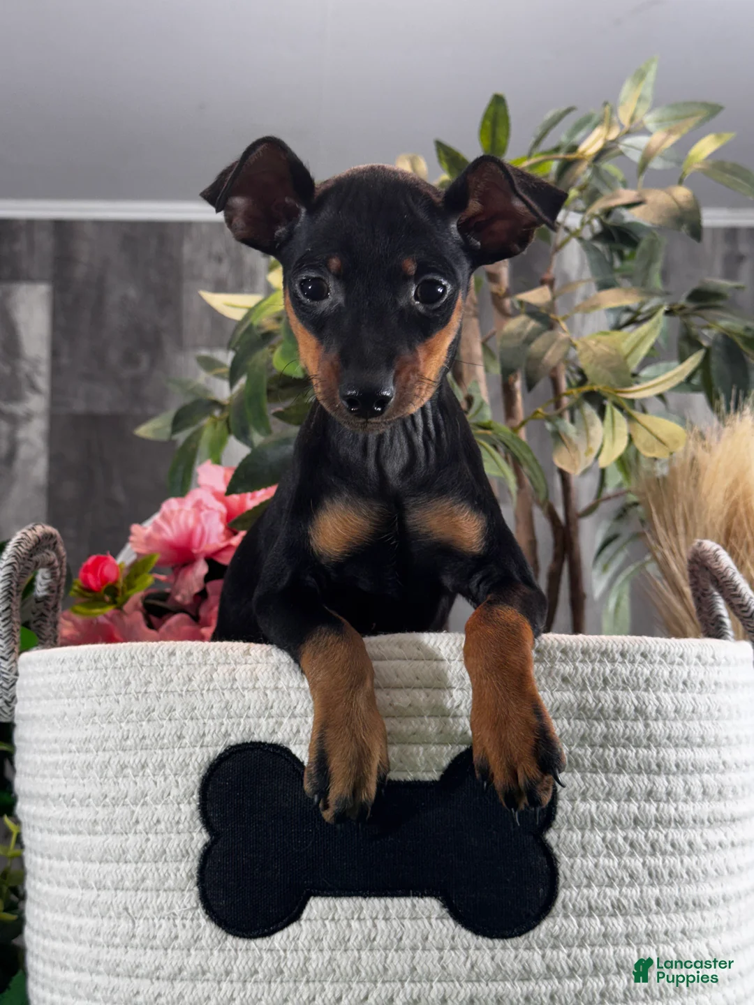Miniature Pinscher dogs for sale: Quella - Ad 1