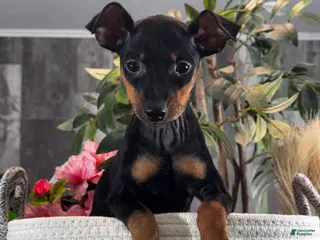 Miniature Pinscher dogs Quella - Ad 31