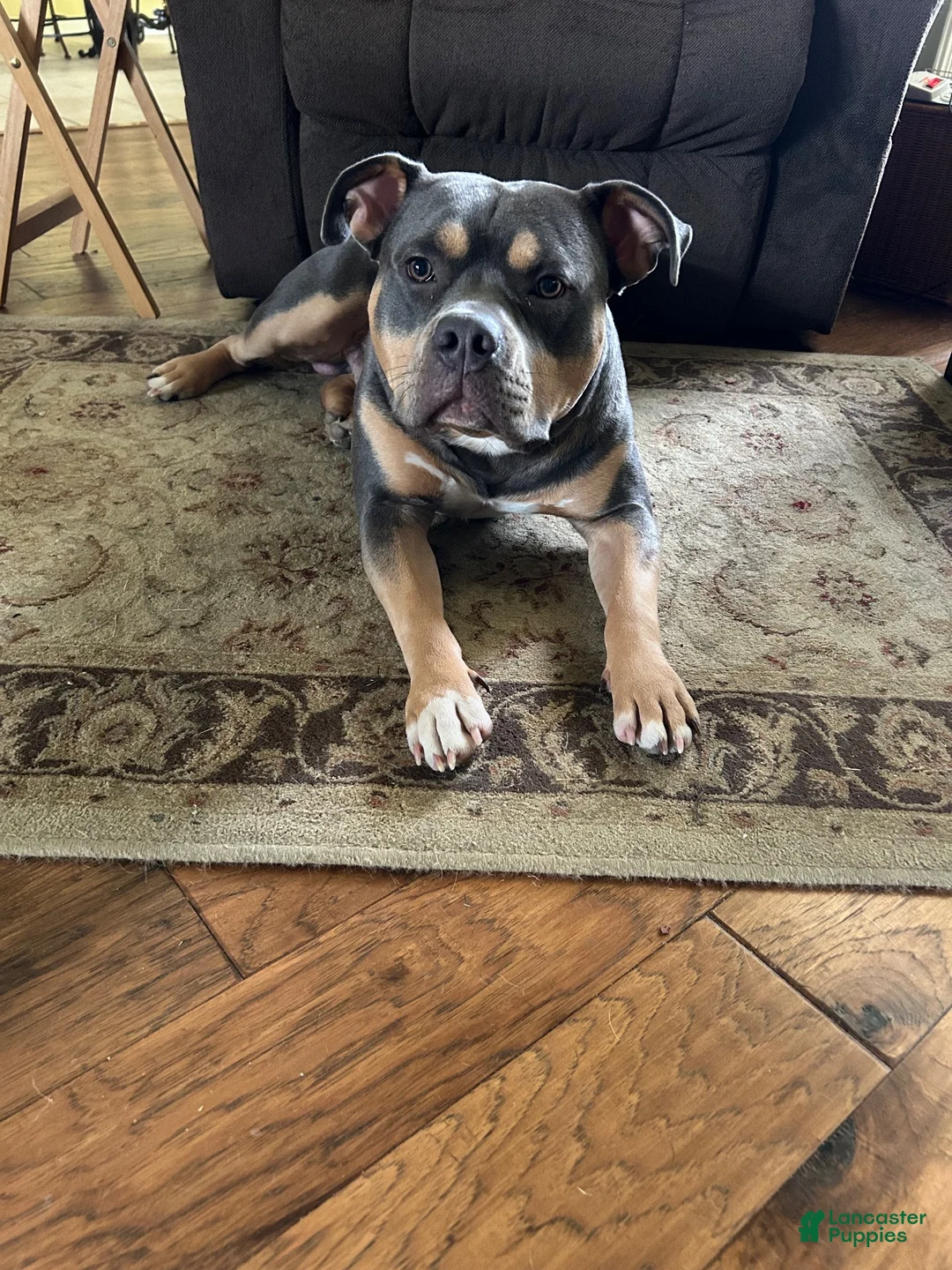 Mixed Breed dogs for sale: Pup 3 - Ad 8