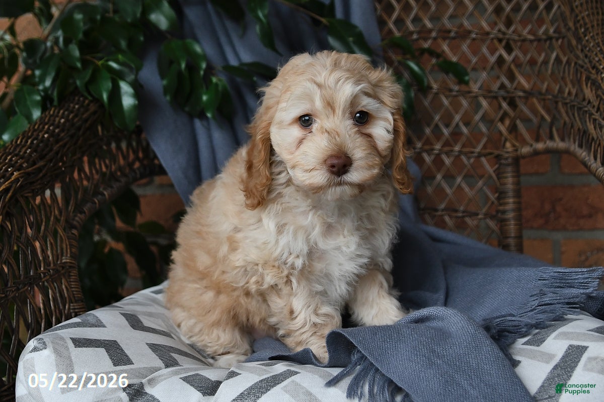 Cockapoo dogs Honey - Ad 2