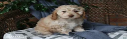 Cockapoo dogs for sale: Honey - Ad 2