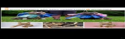 American Bully dogs for sale: American Bully 5 - Ad 6