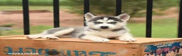 Siberian Husky dogs for sale: Bridget - Ad 4