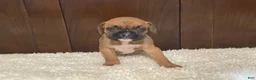 Boxer dogs for sale: Molly - Ad 2
