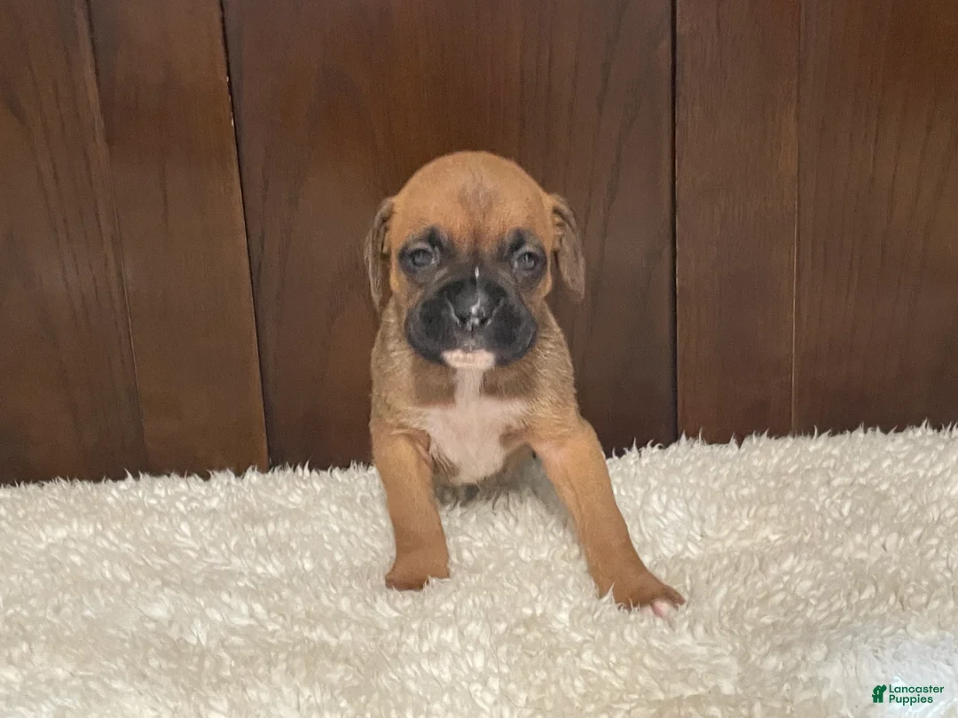 Boxer dogs for sale: Molly - Ad 2