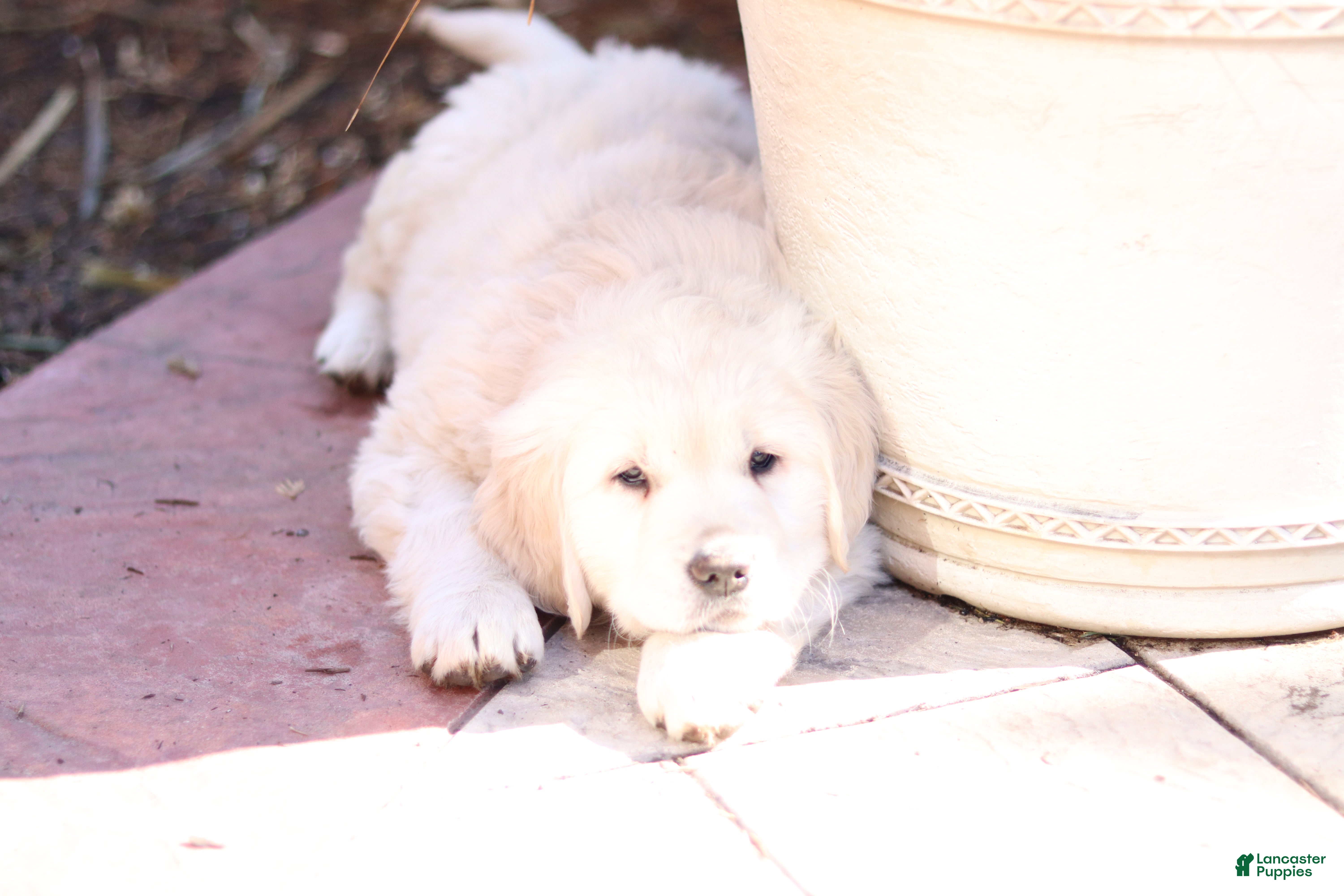 Golden Retriever dogs Roscoe - Ad 2