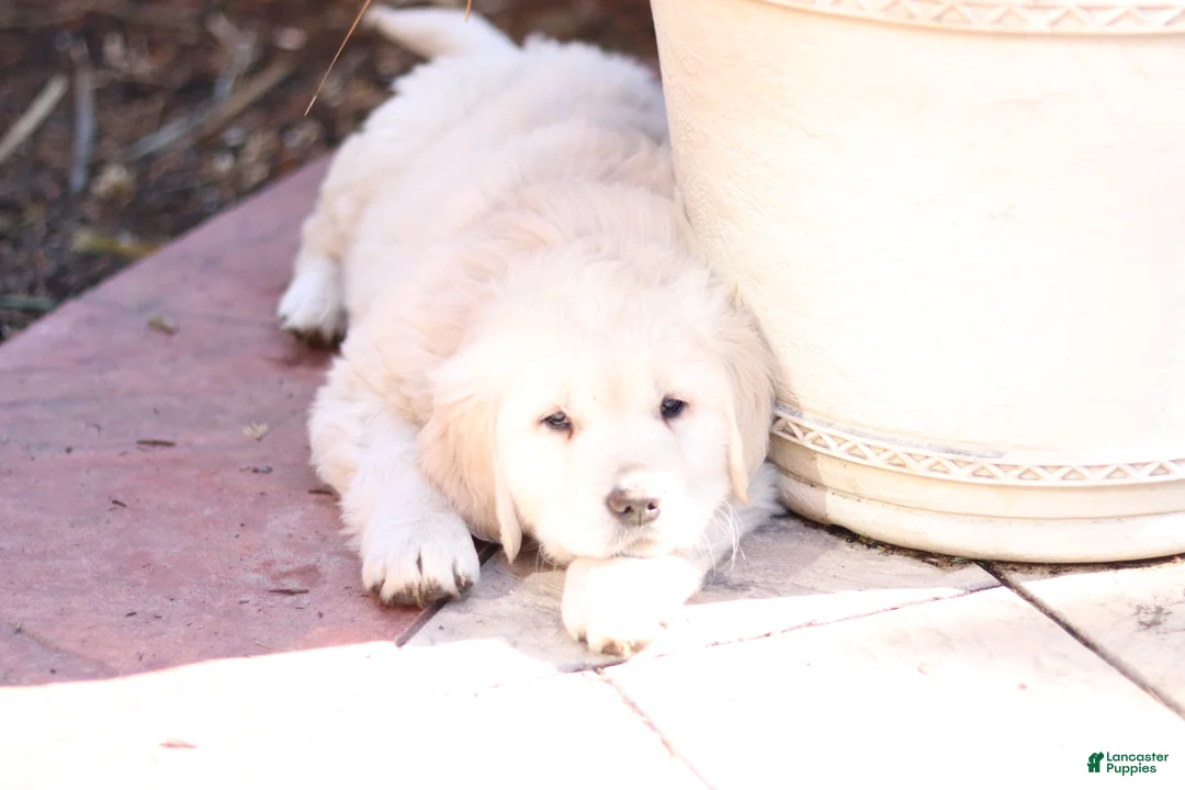Golden Retriever dogs for sale: Roscoe - Ad 2