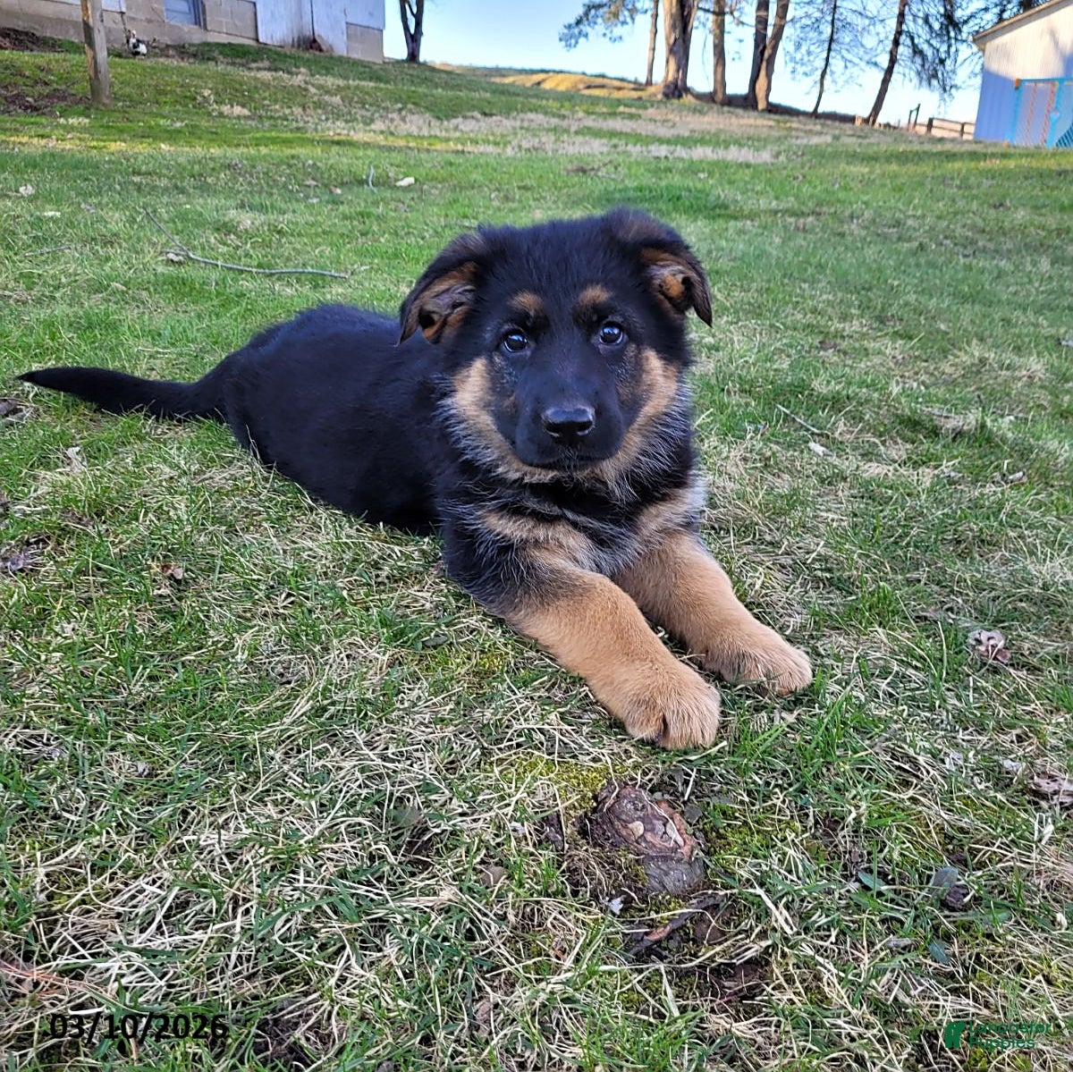 German Shepherd dogs Bella   - Ad 1