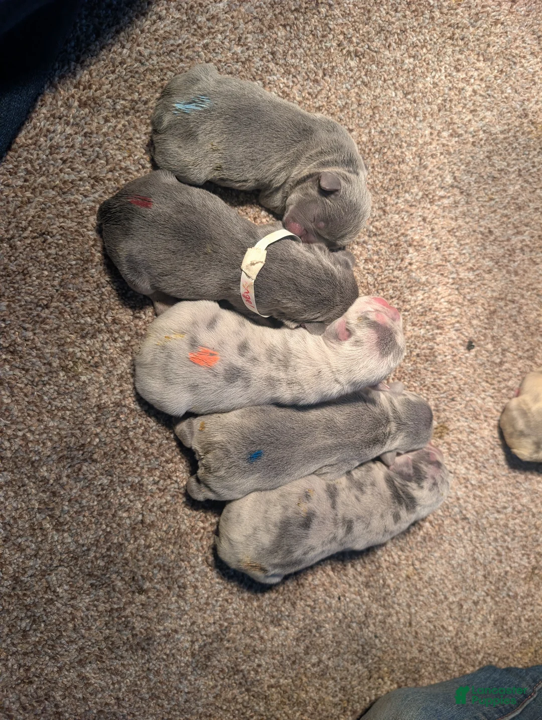 French Bulldog dogs for sale: Oatmeal  - Ad 1