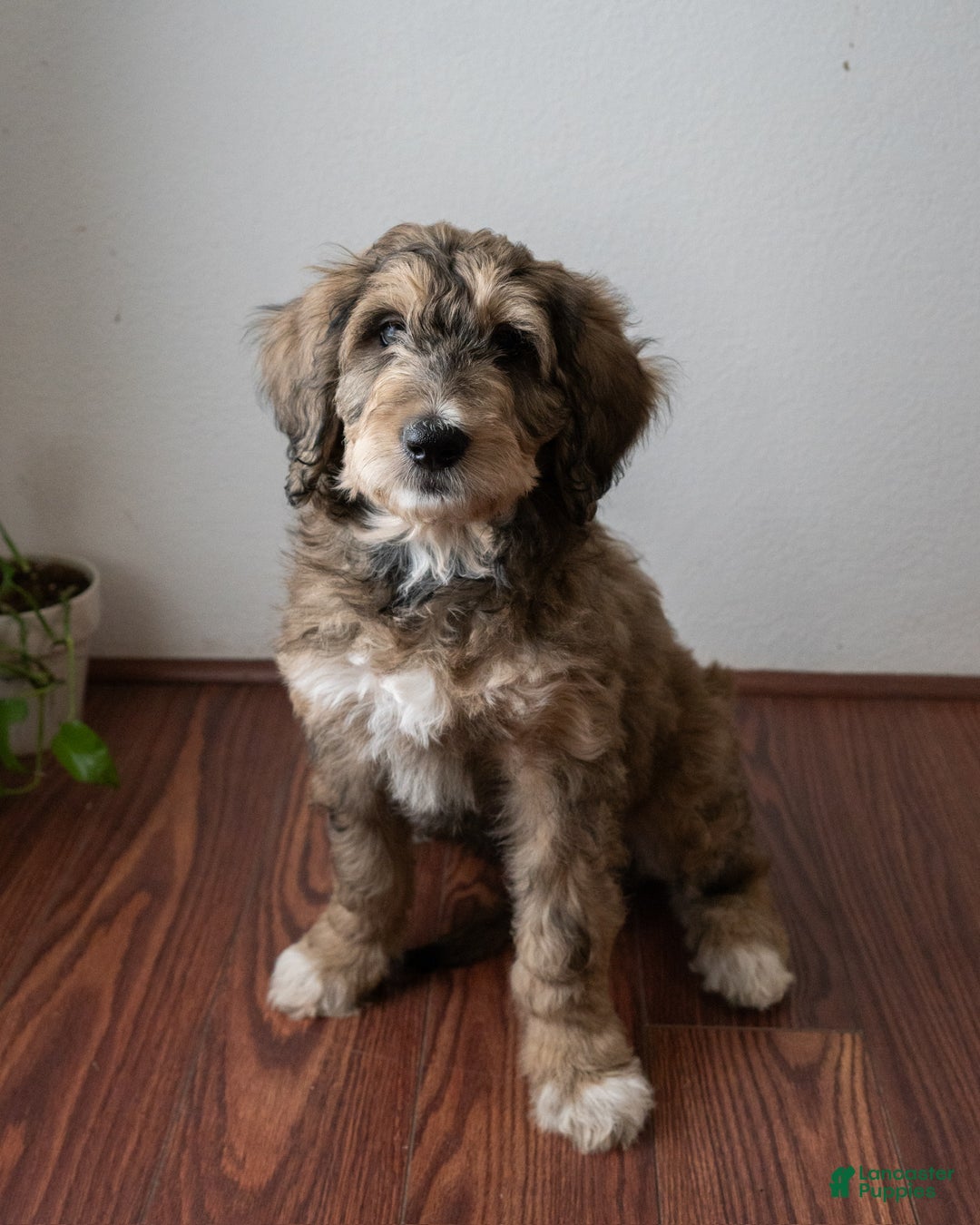 Mixed Breed dogs for sale: Mixed Breed Puppy 5 - Ad 1