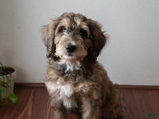 Mixed Breed dogs Mixed Breed Puppy 5 - Ad 6