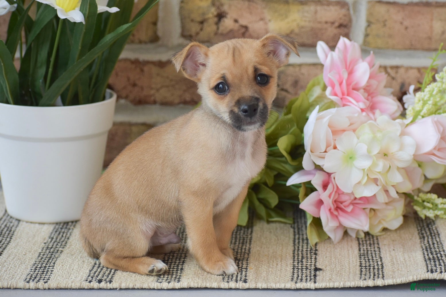 Chihuahua dogs Aiden - Ad 1