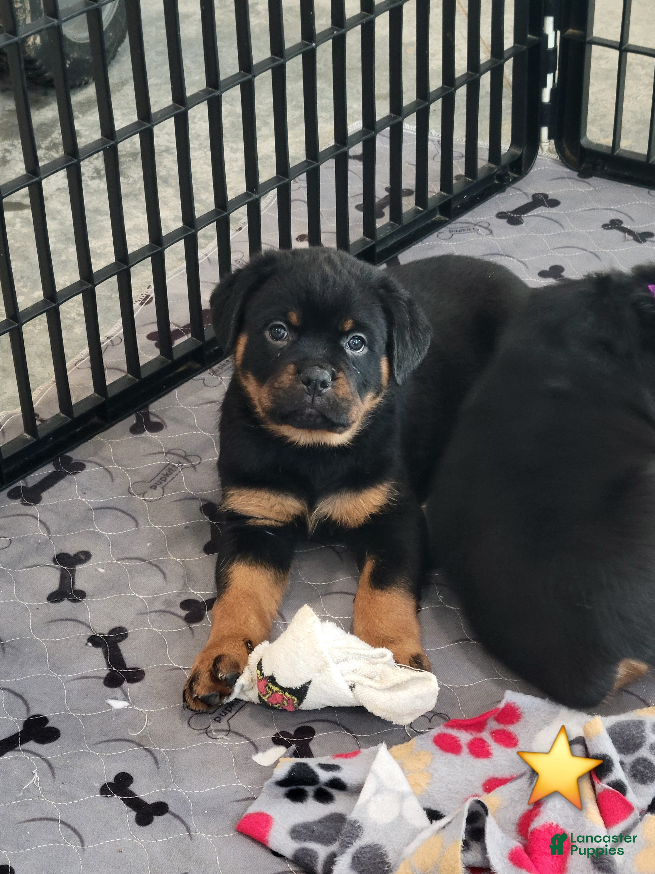 Rottweiler dogs Peace - Ad 1