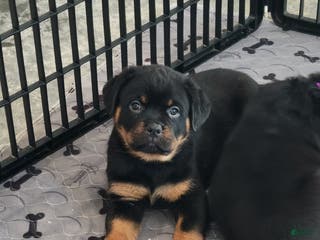 Rottweiler dogs Peace - Ad 1