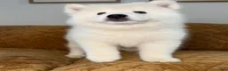 Samoyed dogs for sale: Mickey  - Ad 7