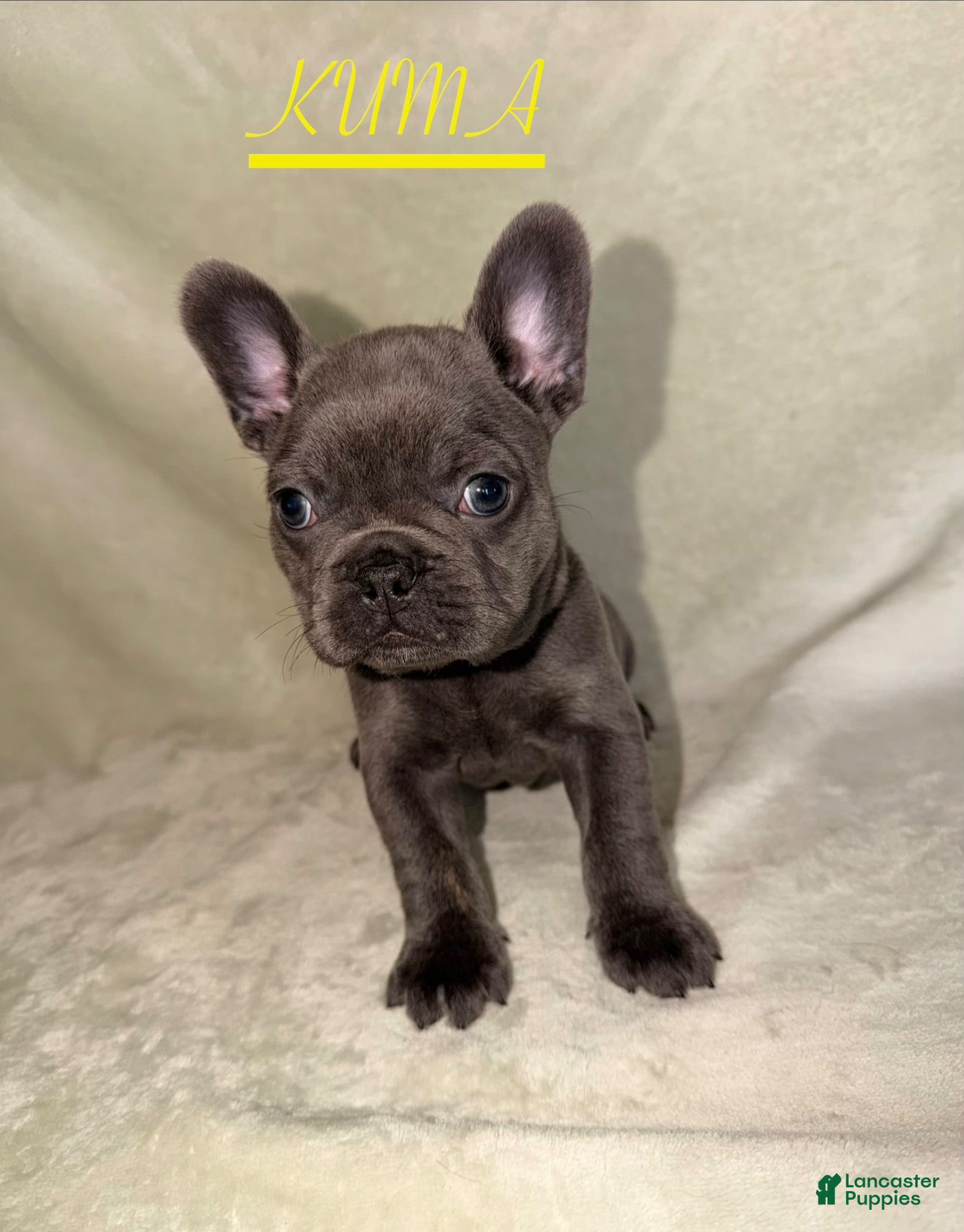 French Bulldog dogs French Bulldog 3 - Ad 1