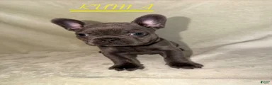 French Bulldog 3