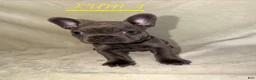 French Bulldog dogs for sale: French Bulldog 3 - Ad 1