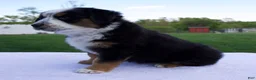 Australian Shepherd dogs for sale: Patrick - Ad 5