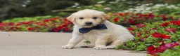 Golden Retriever dogs for sale: Burnell - Ad 6
