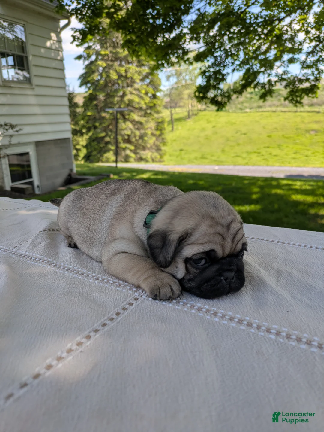 Pug dogs for sale: Leo - Ad 2