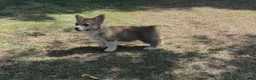 Welsh Corgi Pembroke dogs for sale: Welsh Corgi Pembroke  - Ad 5