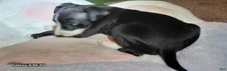 Italian Greyhound dogs for sale: Italian Greyhound 2 - Ad 4