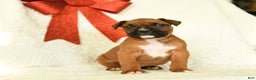 Boxer dogs for sale: Frosty - Ad 1