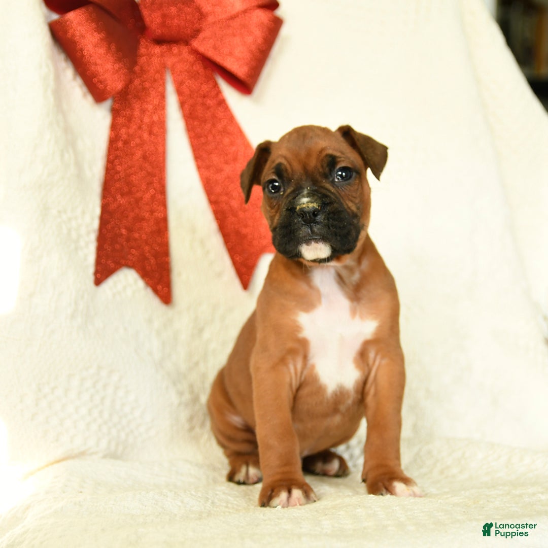 Boxer dogs for sale: Frosty - Ad 1