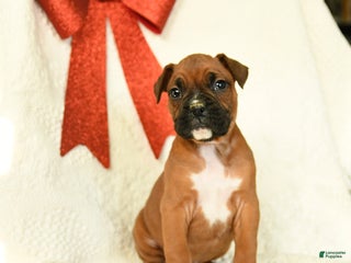 Boxer dogs Frosty - Ad 9