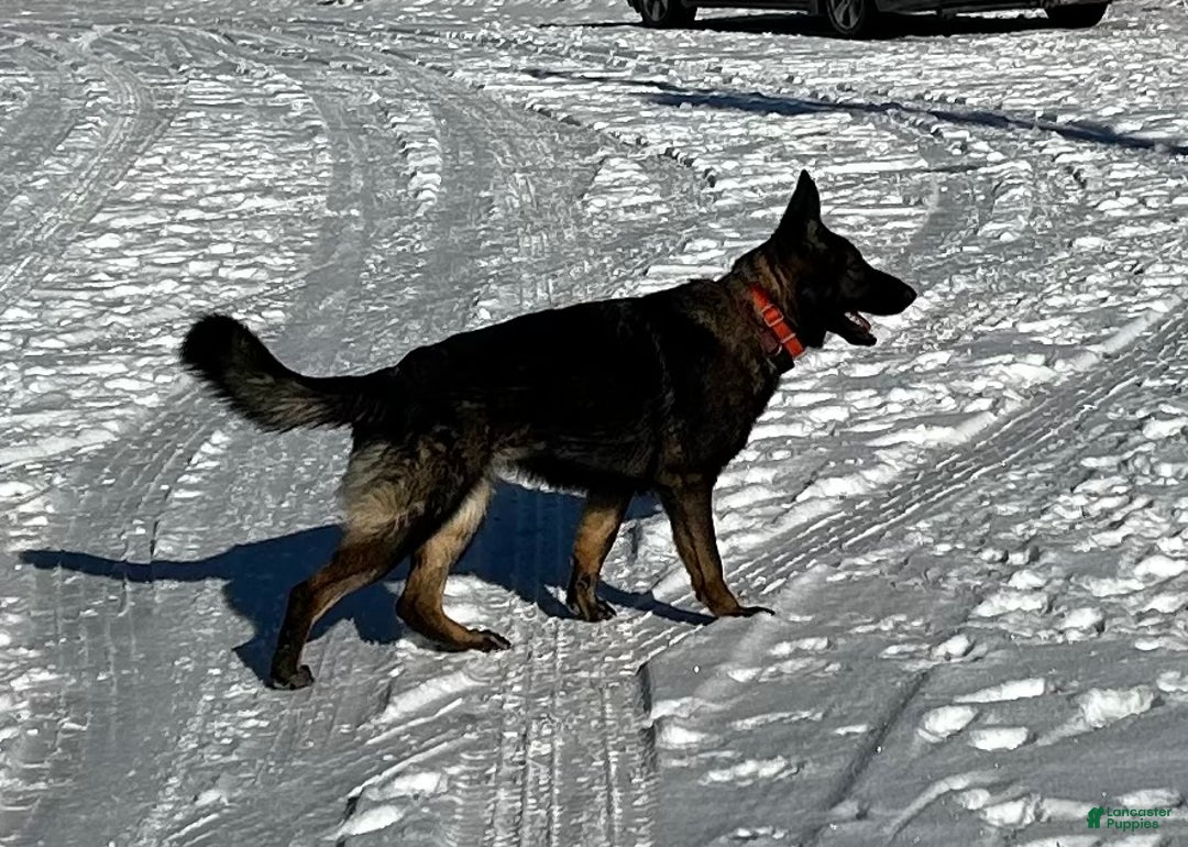 German Shepherd dogs for sale: Cody/ Willow Green - Ad 9