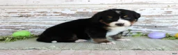 Bernese Mountain Dog dogs for sale: Monty - Ad 3