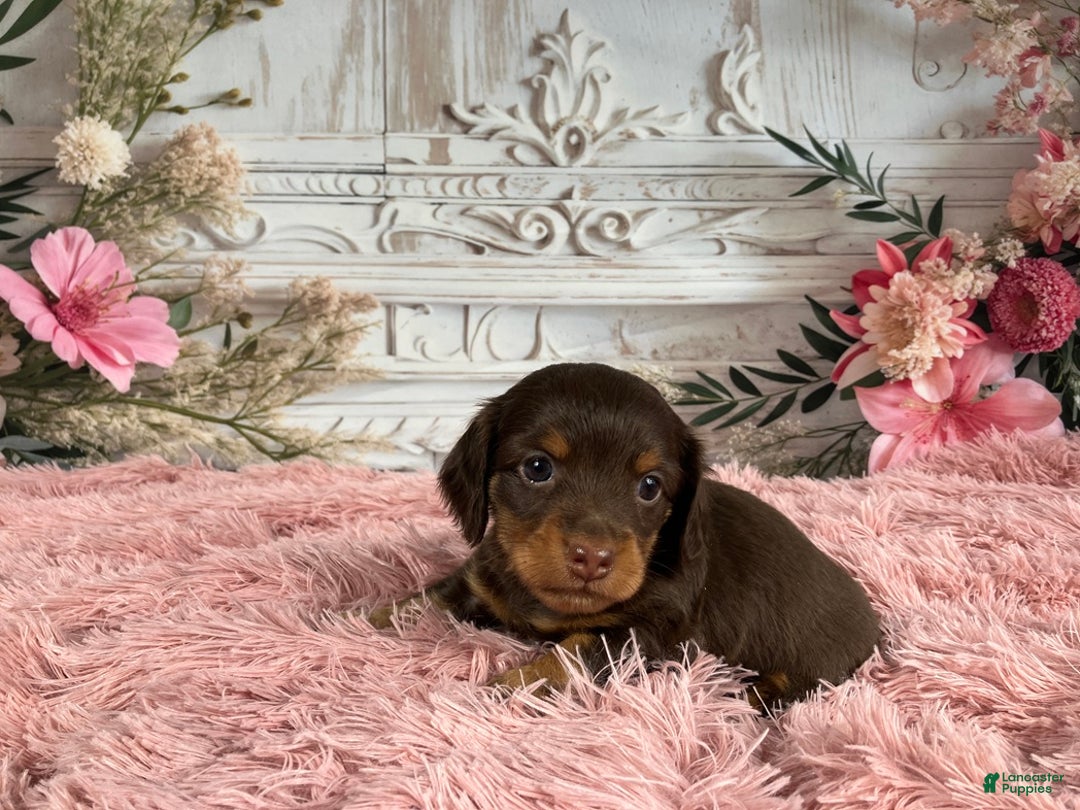 Miniature Dachshund dogs for sale: AKC-Porter - Ad 3