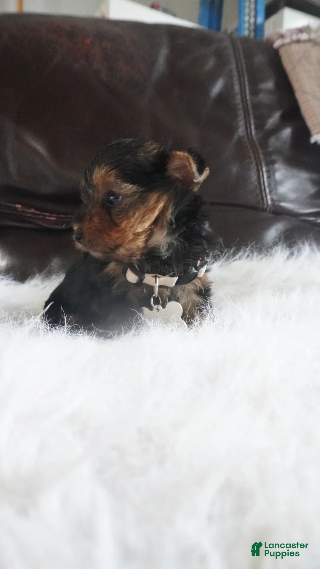Yorkshire Terrier dogs for sale: Kori  - Ad 1